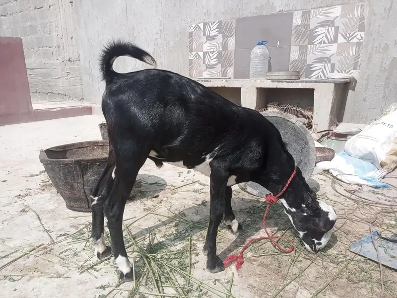 teddy bakray dono male hai — photo 3