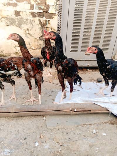 hat kasm ky morga datiyab ha