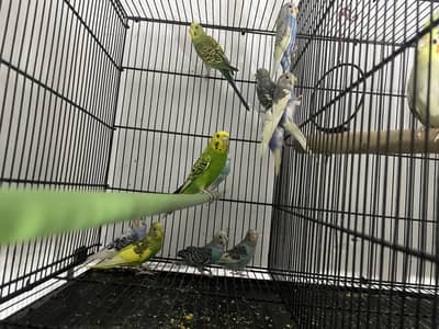 Austrialian budgies pathey