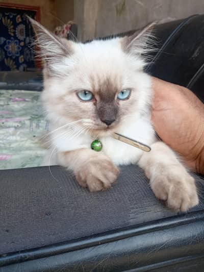 Ya Ghr ki cat hy