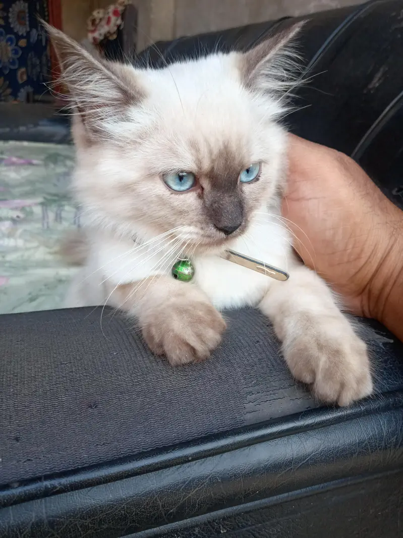 Ya Ghr ki cat hy — photo 2