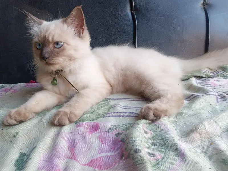 Ya Ghr ki cat hy — photo 3