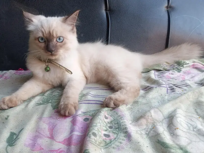Ya Ghr ki cat hy — photo 4