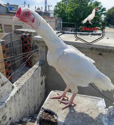 Heera aseel female available