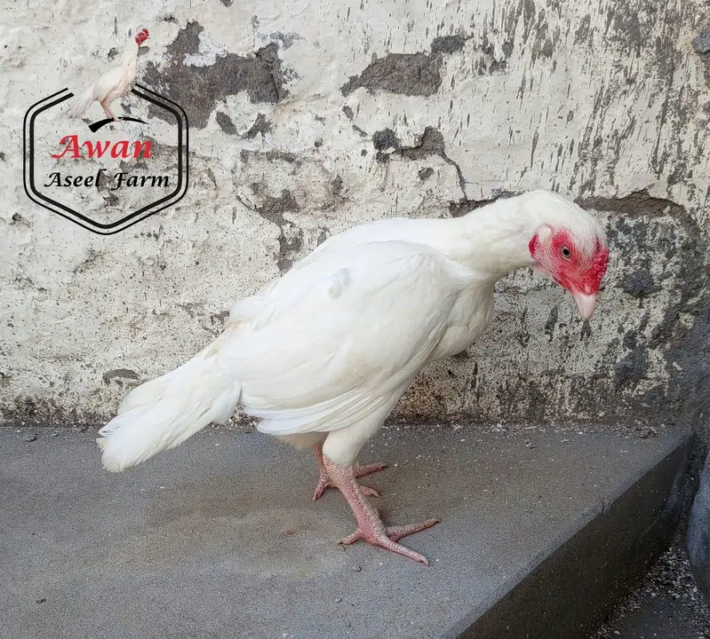 Heera aseel female available — photo 2
