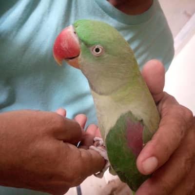 health Kashmiri breeder pair for sale