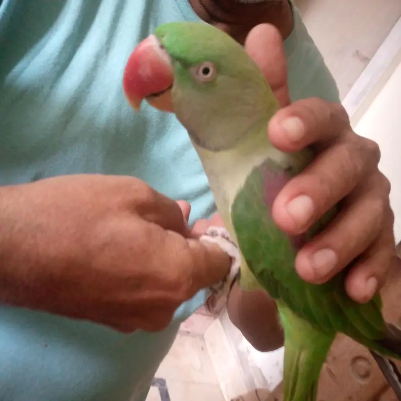 health Kashmiri breeder pair for sale — photo 2