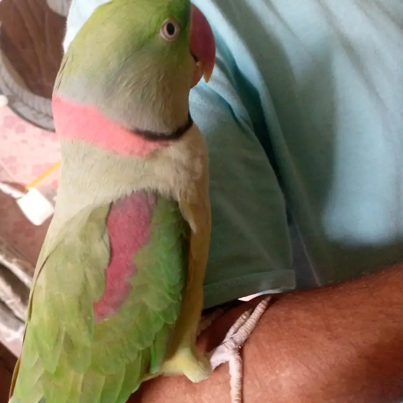health Kashmiri breeder pair for sale — photo 3