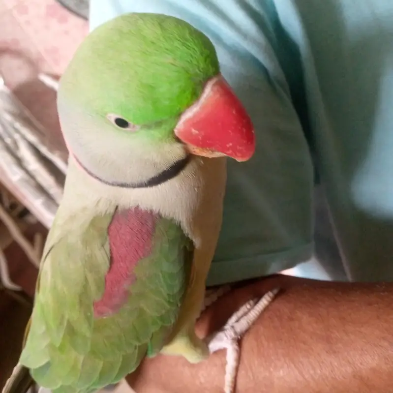 health Kashmiri breeder pair for sale — photo 4