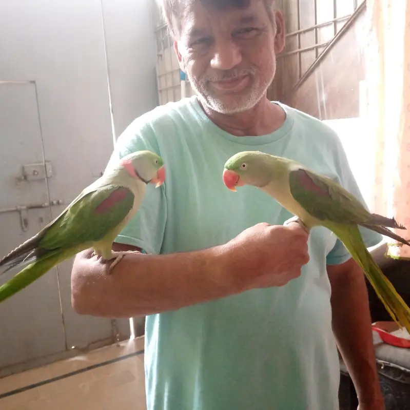 health Kashmiri breeder pair for sale — photo 5