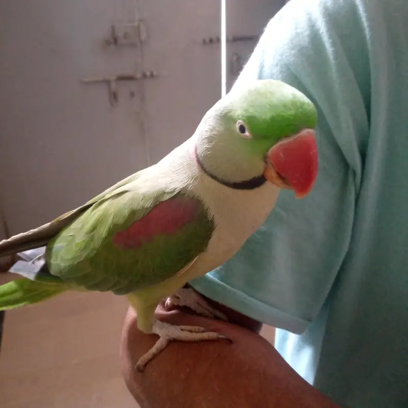 health Kashmiri breeder pair for sale — photo 6