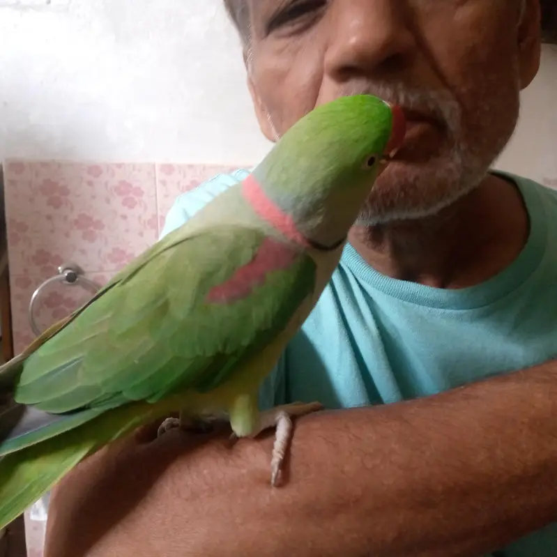 health Kashmiri breeder pair for sale — photo 7