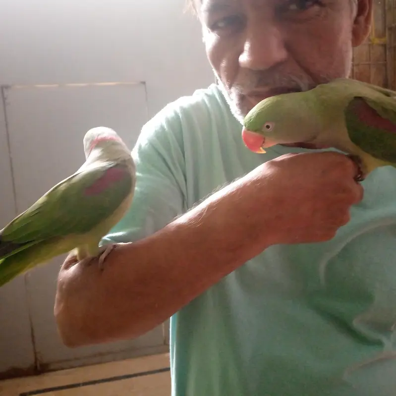 health Kashmiri breeder pair for sale — photo 8