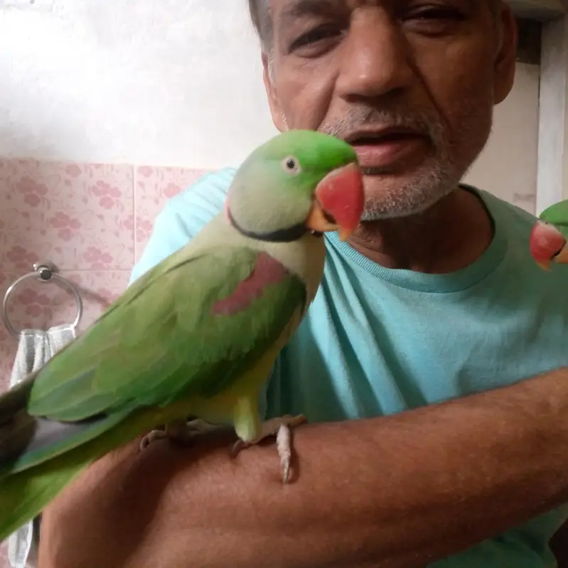 health Kashmiri breeder pair for sale — photo 9