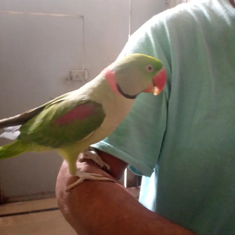 health Kashmiri breeder pair for sale — photo 10