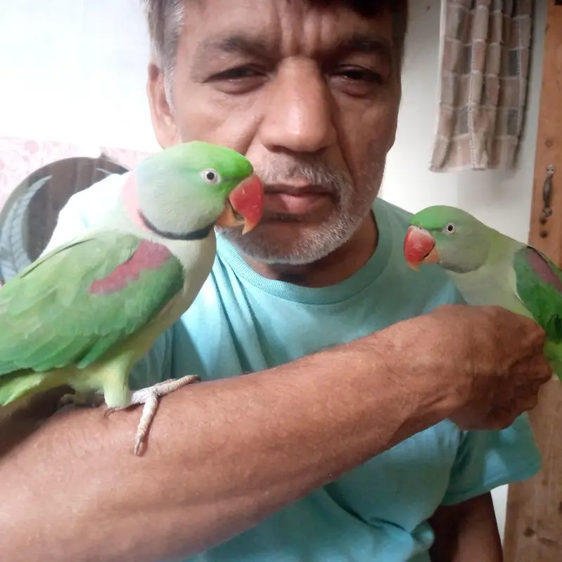 health Kashmiri breeder pair for sale — photo 11