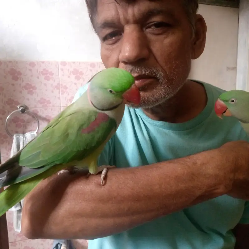 health Kashmiri breeder pair for sale — photo 12