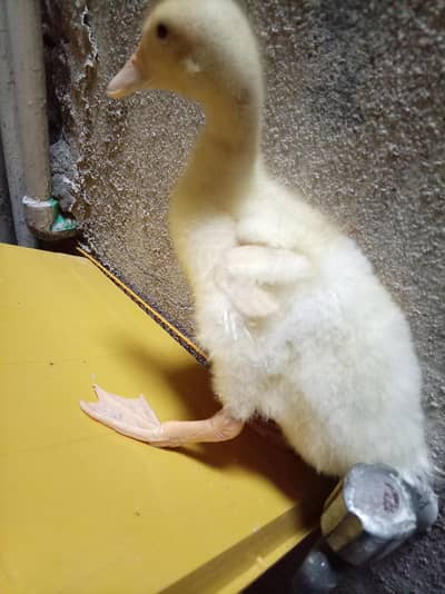 3 Healthy White Ducks for Sale in Lahore