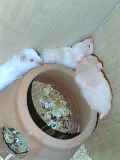 one month old baby Hamsters imported breed all red eyes