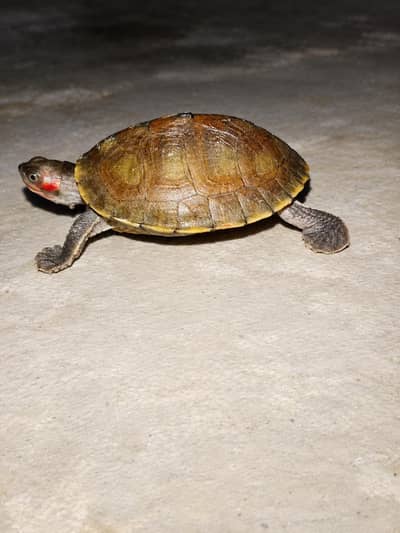 turtle