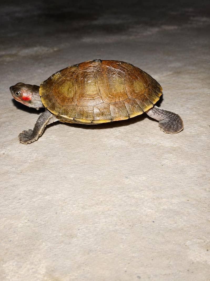 turtle 0