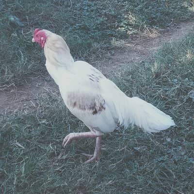 White aseel for sale