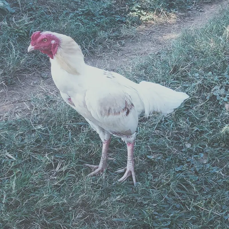 White aseel for sale — photo 2