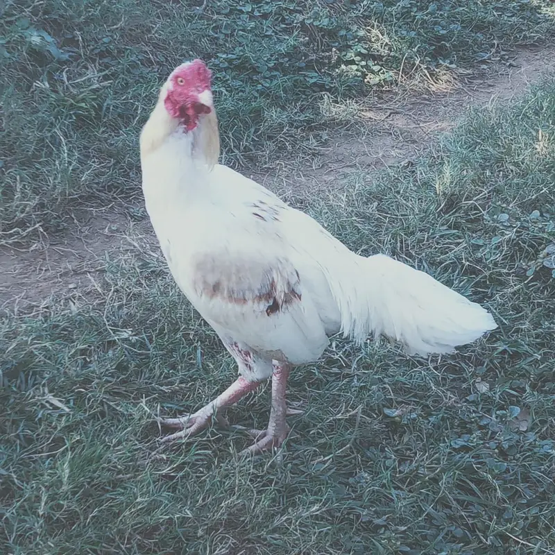 White aseel for sale — photo 3