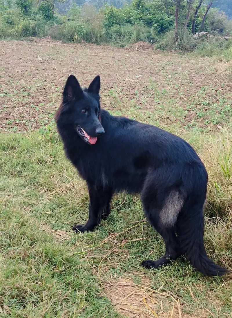 Black German non ped female available for sale — photo 2