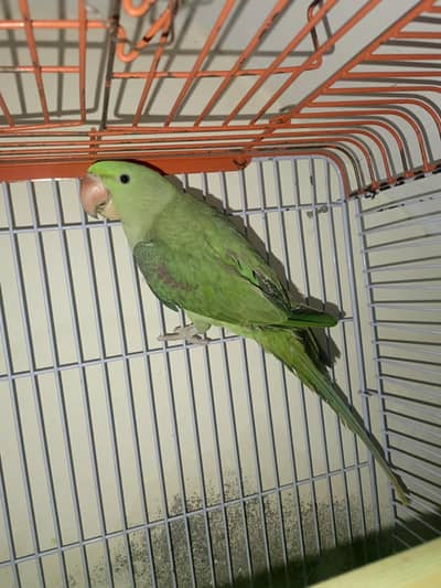 raw parrot for sale