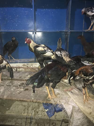 All ASEEL FOR SELL HYE OR HAMARYE PASS HAR WAQT MALL AVAILABLE HOTAHYE