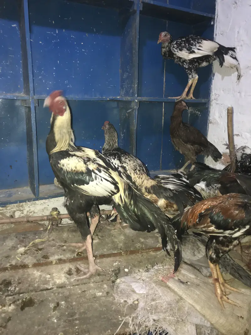 All ASEEL FOR SELL HYE OR HAMARYE PASS HAR WAQT MALL AVAILABLE HOTAHYE — photo 2