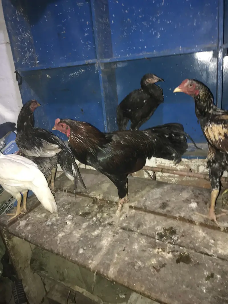 All ASEEL FOR SELL HYE OR HAMARYE PASS HAR WAQT MALL AVAILABLE HOTAHYE — photo 3
