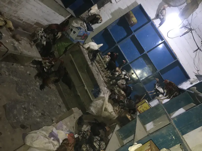 All ASEEL FOR SELL HYE OR HAMARYE PASS HAR WAQT MALL AVAILABLE HOTAHYE — photo 4