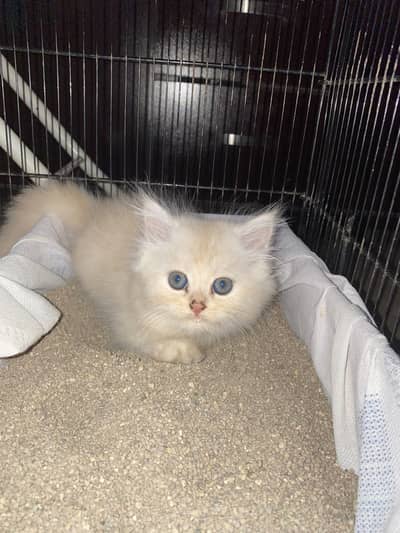 Persian kittens