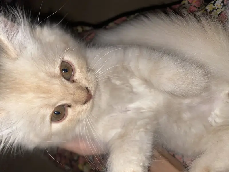 Persian kittens — photo 2