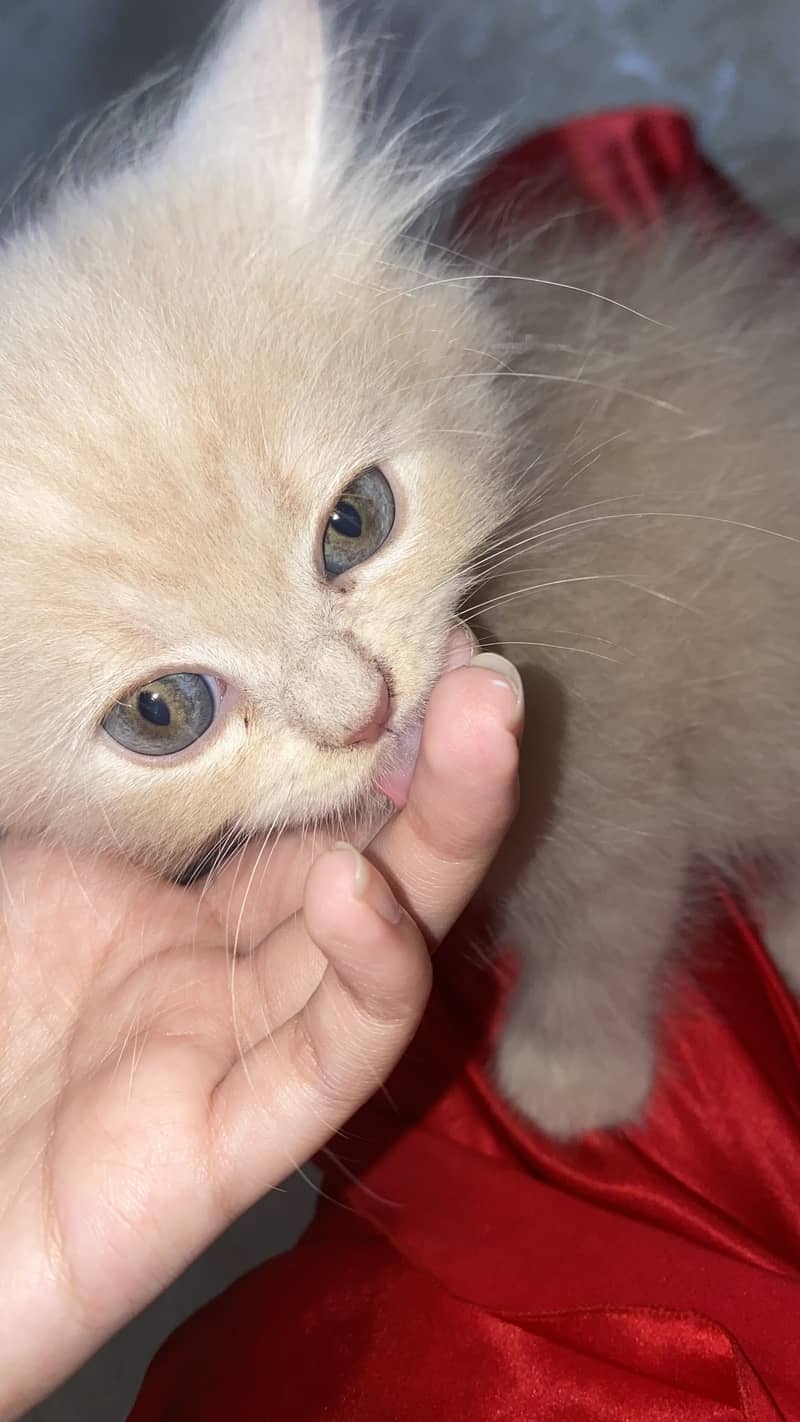 Persian kittens 2