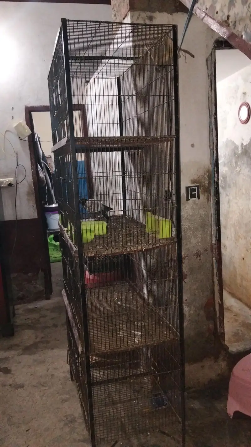 cages — photo 4