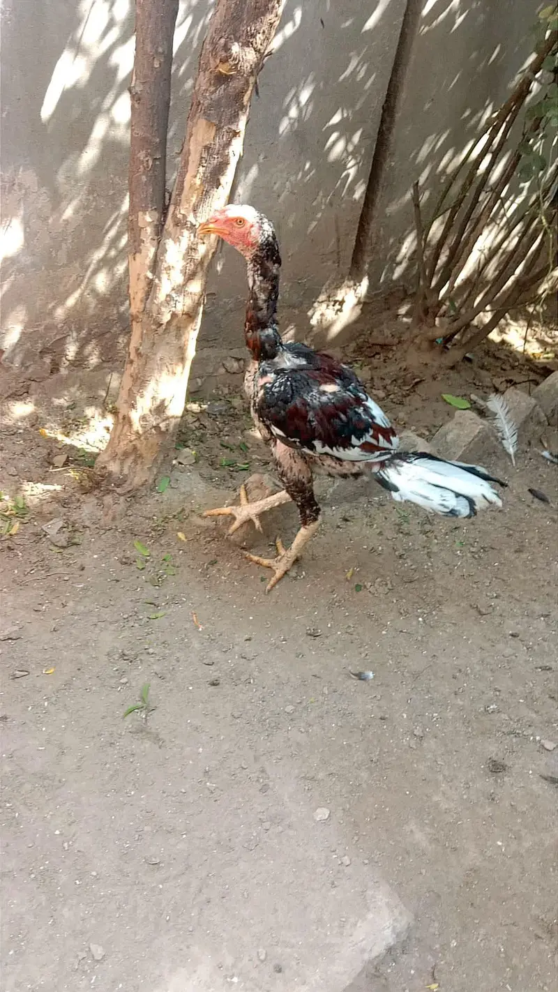 aseel challa patha for sale — photo 2