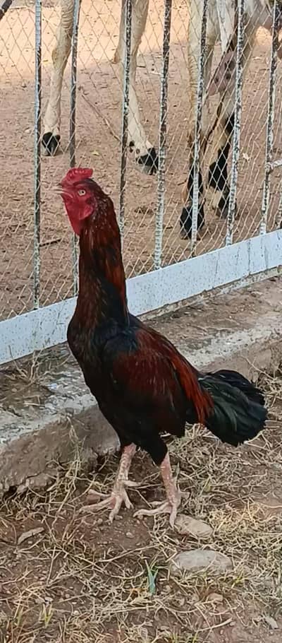 for sale or exchange with different colour bird Whatsapp only