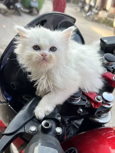 Persian kitten male and female