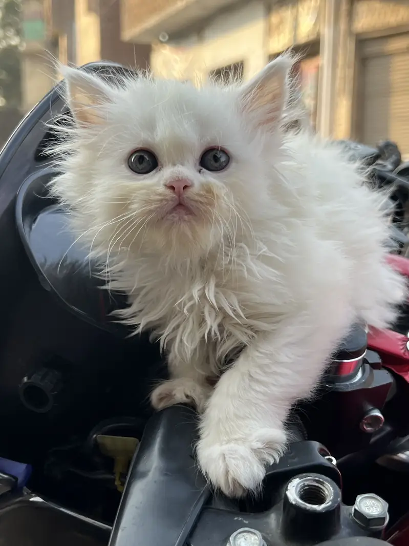 Persian kitten male and female — photo 3