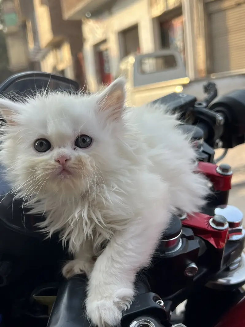 Persian kitten male and female — photo 4
