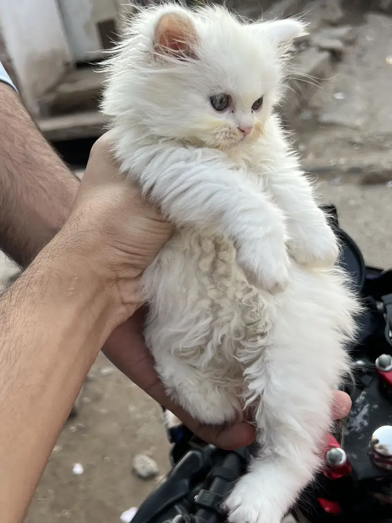 Persian kitten male and female — photo 5
