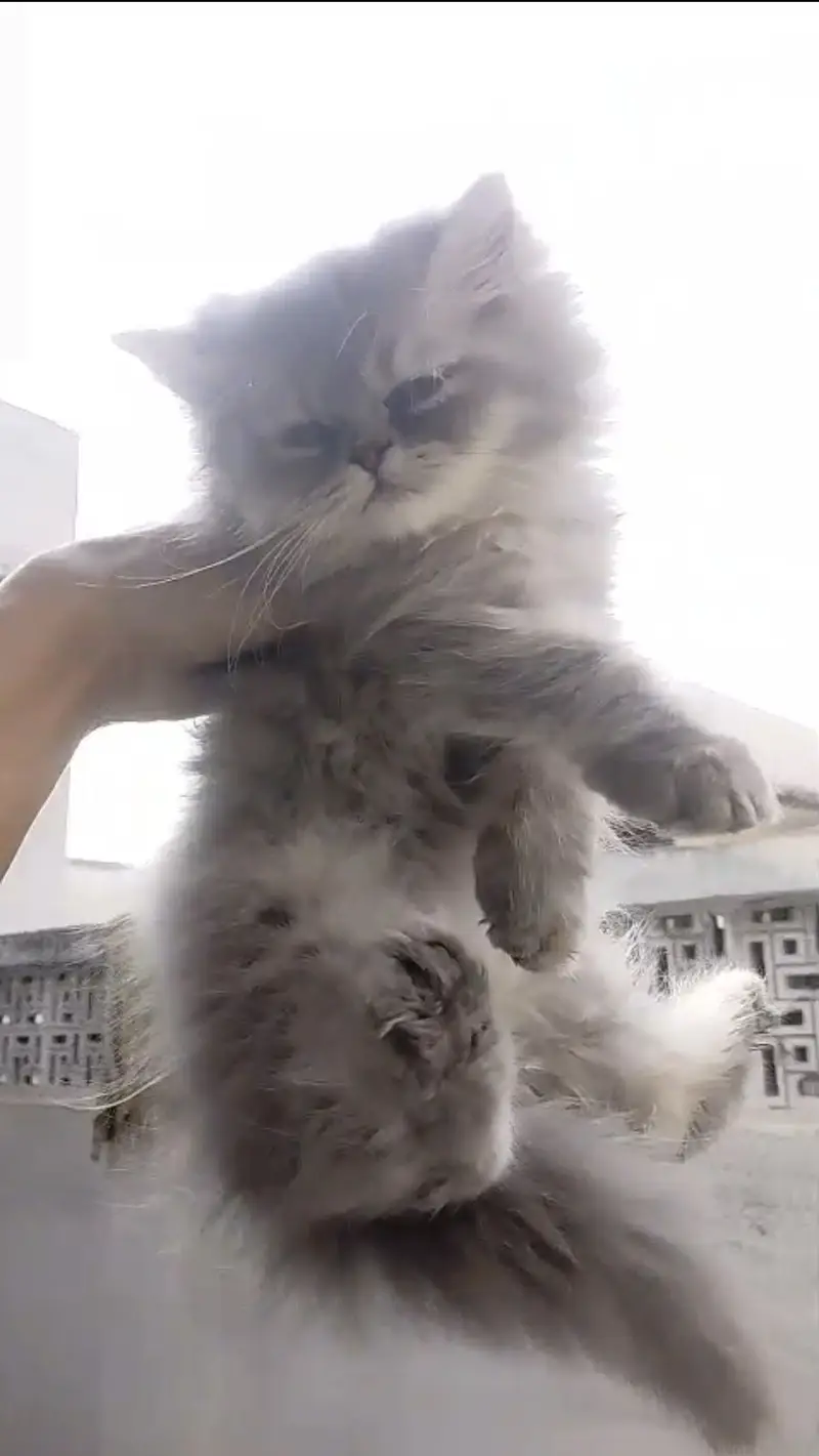Persian kitten male and female — photo 7