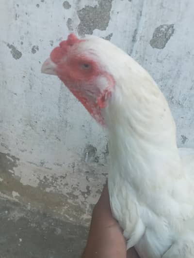 اصیل سفید ہیرا۔واہ کینت