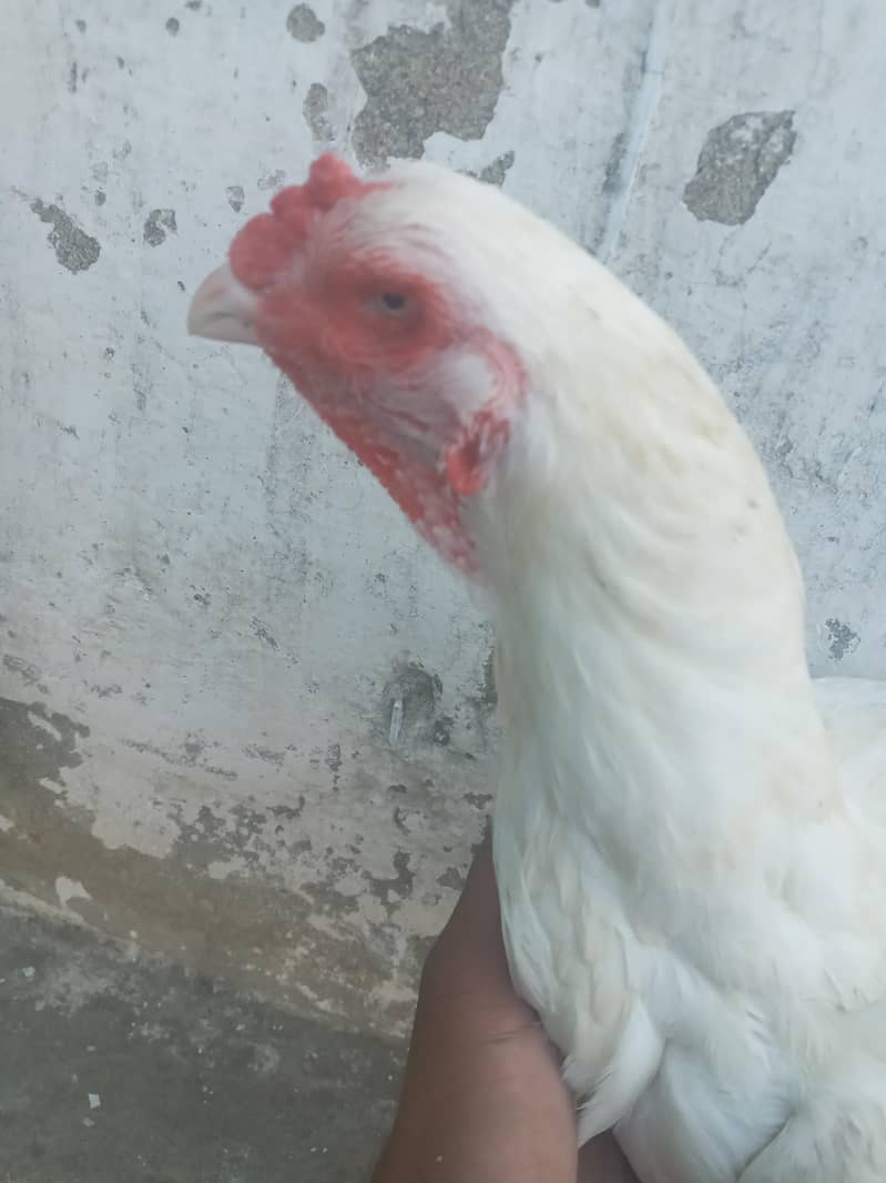 اصیل سفید ہیرا۔ مرغی واہ کینت03255317906 0