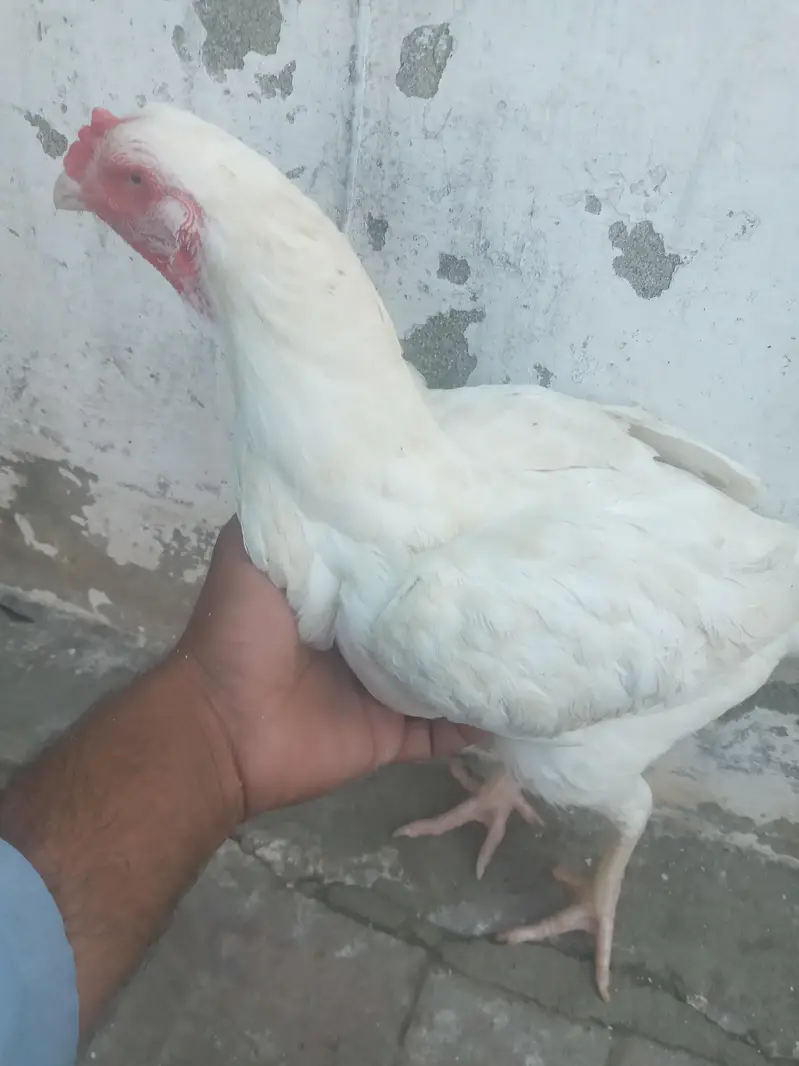 اصیل سفید ہیرا۔واہ کینت — photo 2