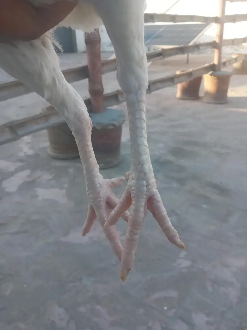 اصیل سفید ہیرا۔واہ کینت — photo 3