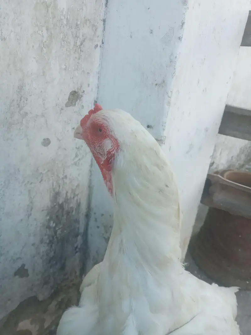 اصیل سفید ہیرا۔واہ کینت — photo 4